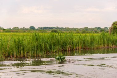 Sabahları Mincio nehrinin güzel manzarası, Lombardy, İtalya