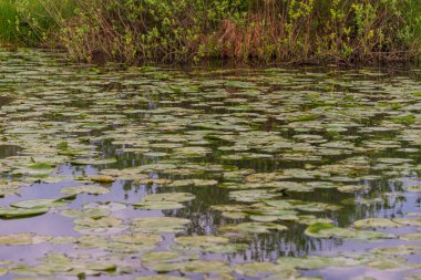 Mincio nehrinin sakin sularıyla güzel doğal bir manzara.