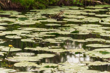 Mincio nehrinin sakin sularıyla güzel doğal bir manzara.
