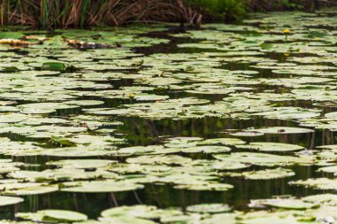 Mincio nehrinin sakin sularıyla güzel doğal bir manzara.