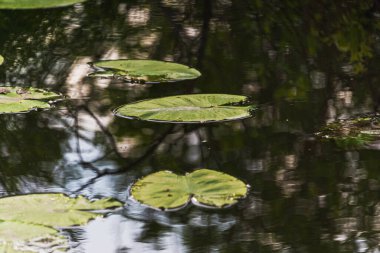 Mincio nehrinin sakin sularıyla güzel doğal bir manzara.