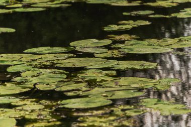 Mincio nehrinin sakin sularıyla güzel doğal bir manzara.