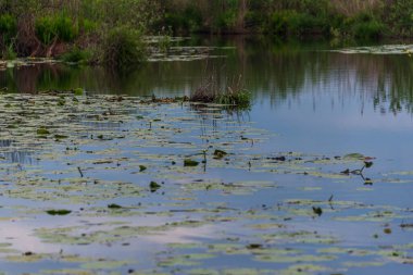 Gün batımında Mincio Nehri manzarası Lombardy, İtalya
