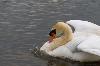 Vahşi yaşamın sakin sularında görkemli beyaz kuğu