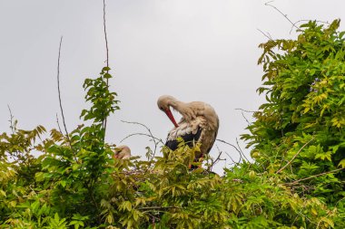 İlkbaharda vahşi hayatta güzel leylekler, Lombardiya, İtalya 