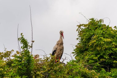 İlkbaharda vahşi hayatta güzel leylekler, Lombardiya, İtalya 