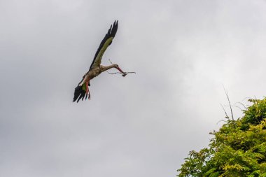 İlkbaharda vahşi hayatta güzel leylekler, Lombardiya, İtalya 