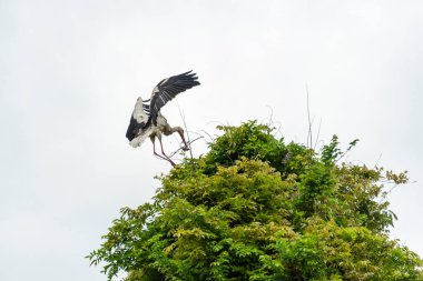 İlkbaharda vahşi hayatta güzel leylekler, Lombardiya, İtalya 