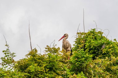 İlkbaharda vahşi hayatta güzel leylekler, Lombardiya, İtalya 