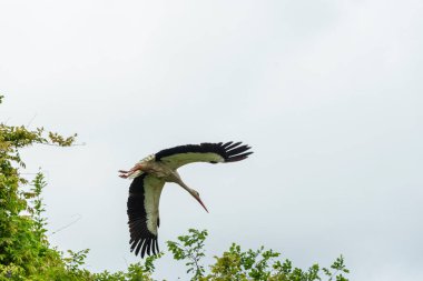 İlkbaharda vahşi hayatta güzel leylekler, Lombardiya, İtalya 