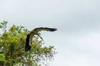 İlkbaharda vahşi hayatta güzel leylekler, Lombardiya, İtalya 