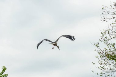 İlkbaharda vahşi hayatta güzel leylekler, Lombardiya, İtalya 