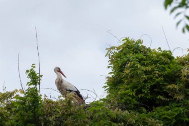 İlkbaharda vahşi hayatta güzel leylekler, Lombardiya, İtalya 