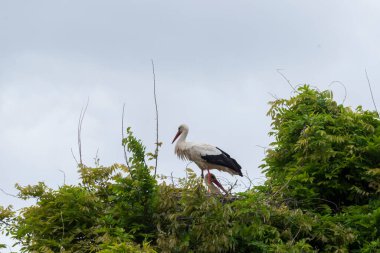 İlkbaharda vahşi hayatta güzel leylekler, Lombardiya, İtalya 