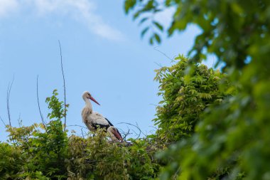 İlkbaharda vahşi hayatta güzel leylekler, Lombardiya, İtalya 