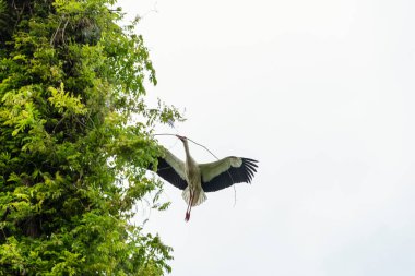 İlkbaharda vahşi hayatta güzel leylekler, Lombardiya, İtalya 