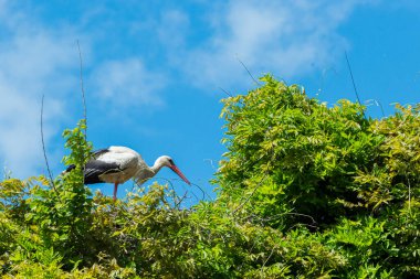İlkbaharda vahşi hayatta güzel leylekler, Lombardiya, İtalya 