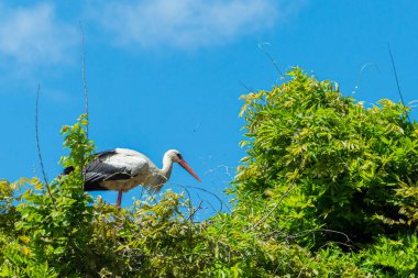 İlkbaharda vahşi hayatta güzel leylekler, Lombardiya, İtalya 