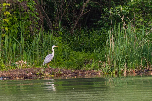 Hermosa Cigüeña Vida Silvestre Primavera Lombardía Italia — Foto de Stock