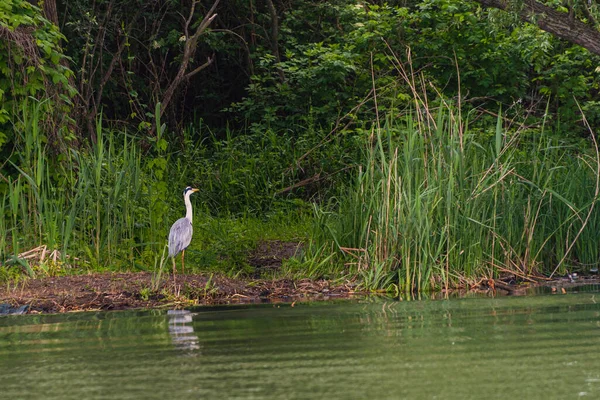 İlkbaharda vahşi hayatta güzel leylekler, Lombardiya, İtalya 