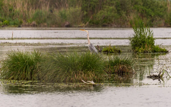 İlkbaharda vahşi hayatta güzel leylekler, Lombardiya, İtalya 