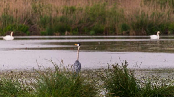 Mooie Ooievaar Het Wild Lente Lombardy Italië — Stockfoto