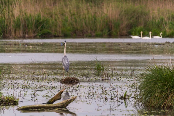 美丽的苍鹭鸟栖息在乡村风景中的河边 — 图库照片