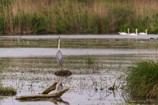 Hermoso Pájaro Garza Cerca Del Río Paisaje Rural — Foto de Stock