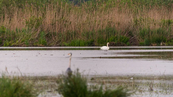威严的白天鹅在野生动物平静的水面上 — 图库照片