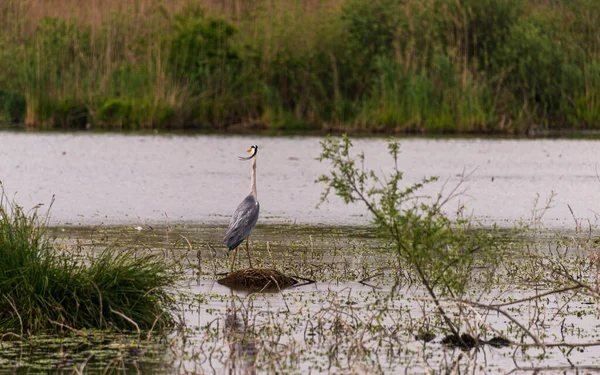 Mooie Ooievaar Het Wild Lente Lombardy Italië — Stockfoto