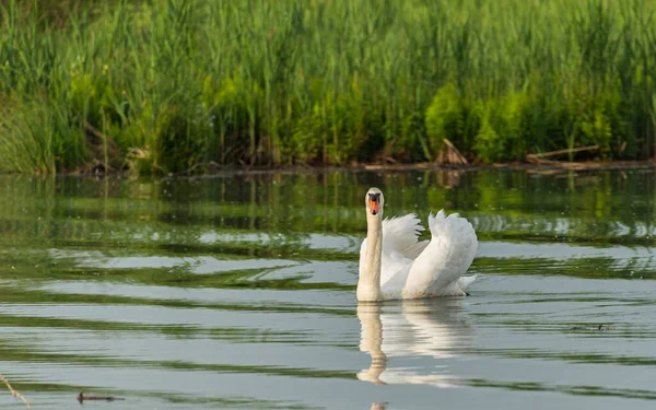 Vahşi yaşamın sakin sularında görkemli beyaz kuğu