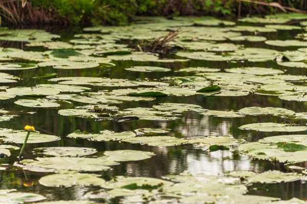 Mincio nehrinin sakin sularıyla güzel doğal bir manzara.