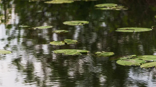 Mincio nehrinin sakin sularıyla güzel doğal bir manzara.