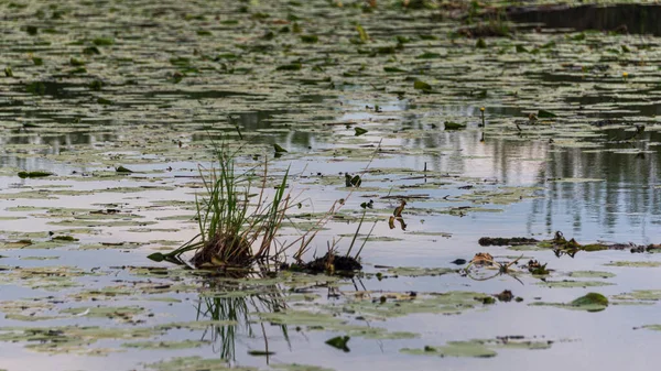 Mincio nehrinin sakin sularıyla güzel doğal bir manzara.