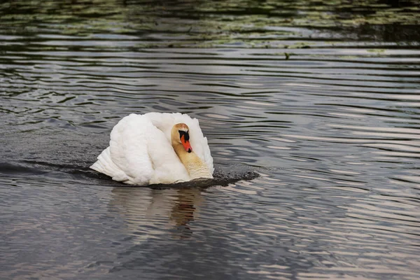 Majestueuze Witte Zwaan Rustig Water Het Wild — Stockfoto
