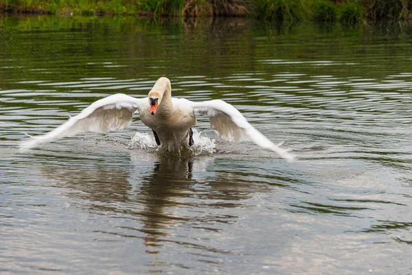 Majestoso Cisne Branco Água Calma Vida Selvagem — Fotografia de Stock