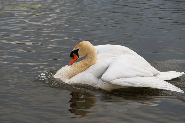 Величественный Белый Лебедь Спокойной Воде Дикой Природе — стоковое фото
