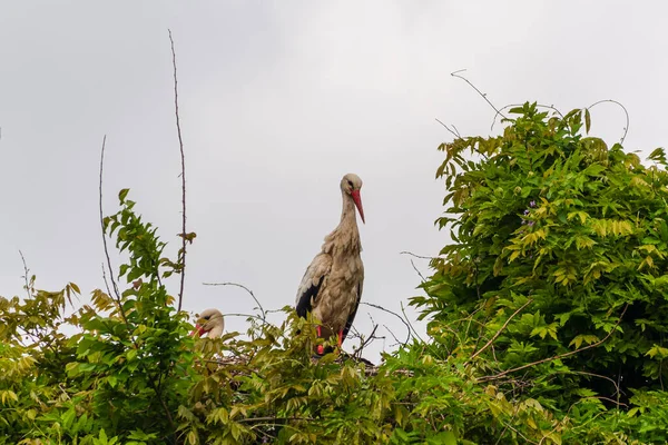 İlkbaharda vahşi hayatta güzel leylekler, Lombardiya, İtalya 