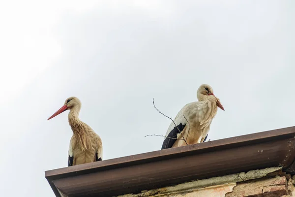 Belles Cigognes Dans Faune Printemps Lombardie Italie — Photo