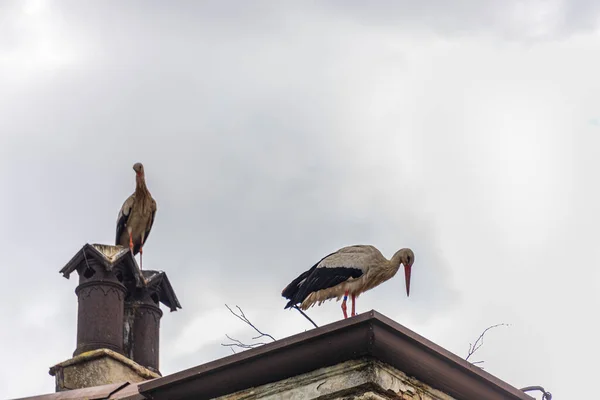 Beautiful Storks Wildlife Spring Lombardy Italy — стоковое фото