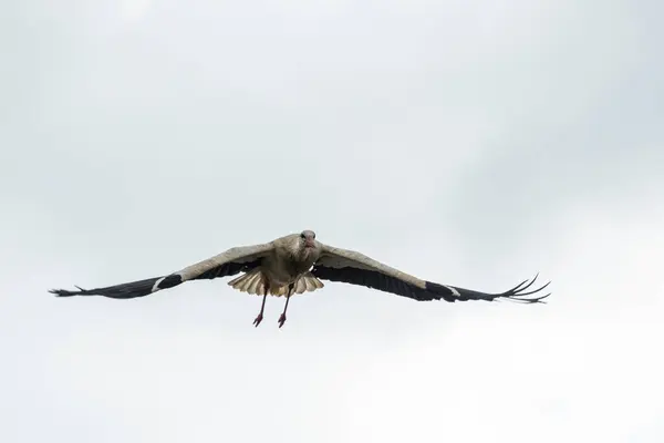 Beautiful Stork Wildlife Springtime Lombardy Italy — Stock Photo, Image