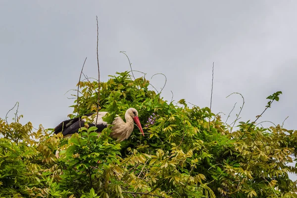 İlkbaharda vahşi hayatta güzel leylekler, Lombardiya, İtalya 