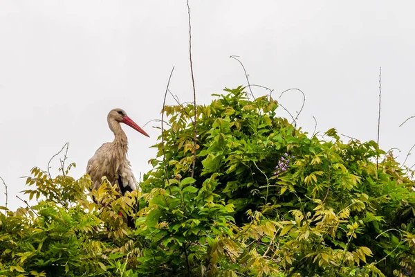 İlkbaharda vahşi hayatta güzel leylekler, Lombardiya, İtalya 