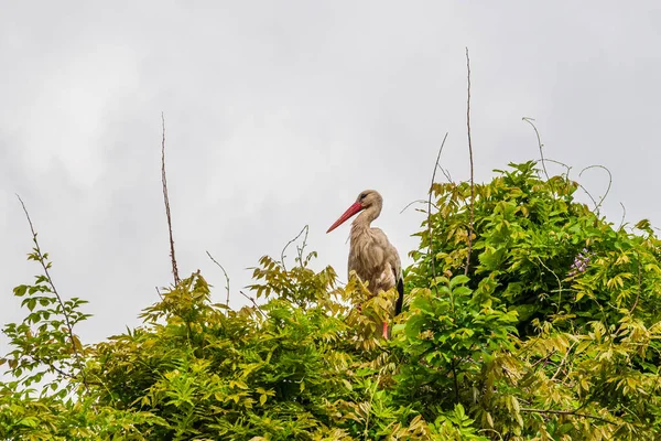 İlkbaharda vahşi hayatta güzel leylekler, Lombardiya, İtalya 