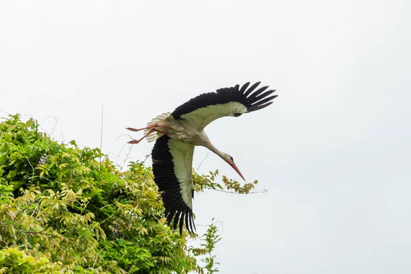 İlkbaharda vahşi hayatta güzel leylekler, Lombardiya, İtalya 