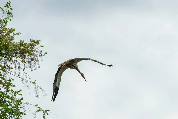 春天野生动植物中美丽的鹤 意大利伦巴第 — 图库照片