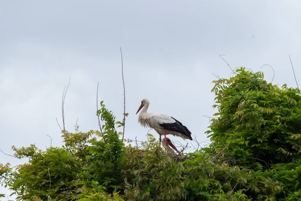 İlkbaharda vahşi hayatta güzel leylekler, Lombardiya, İtalya 