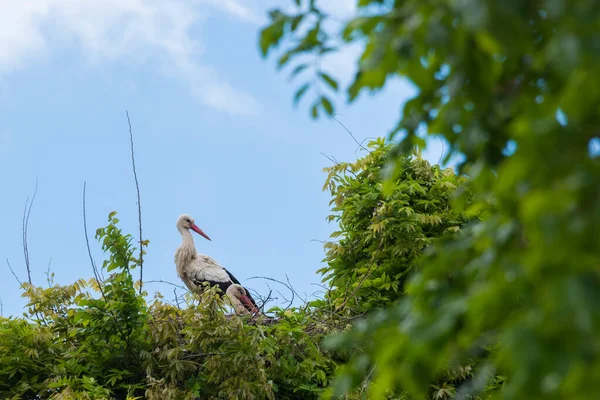 İlkbaharda vahşi hayatta güzel leylekler, Lombardiya, İtalya 