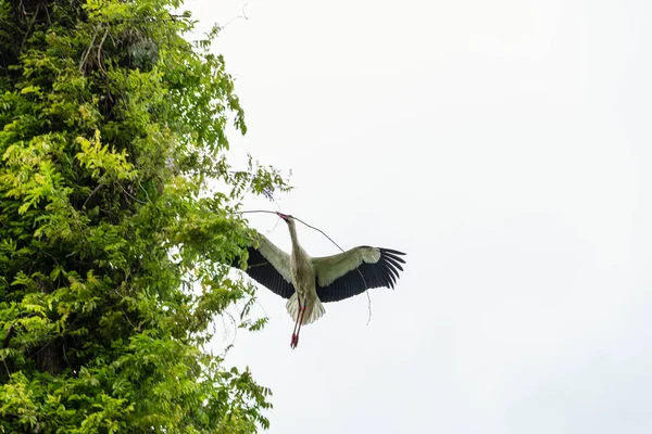 İlkbaharda vahşi hayatta güzel leylekler, Lombardiya, İtalya 