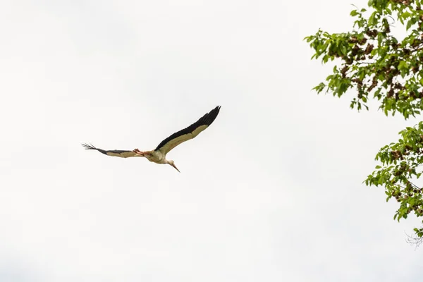 Beautiful Stork Wildlife Springtime Lombardy Italy — Stock Photo, Image